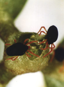 Redlegged earth mites