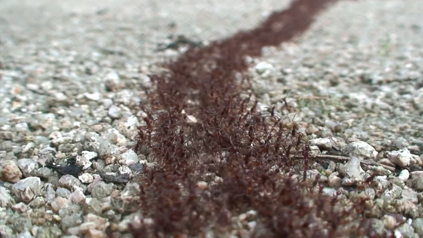 Ants marching