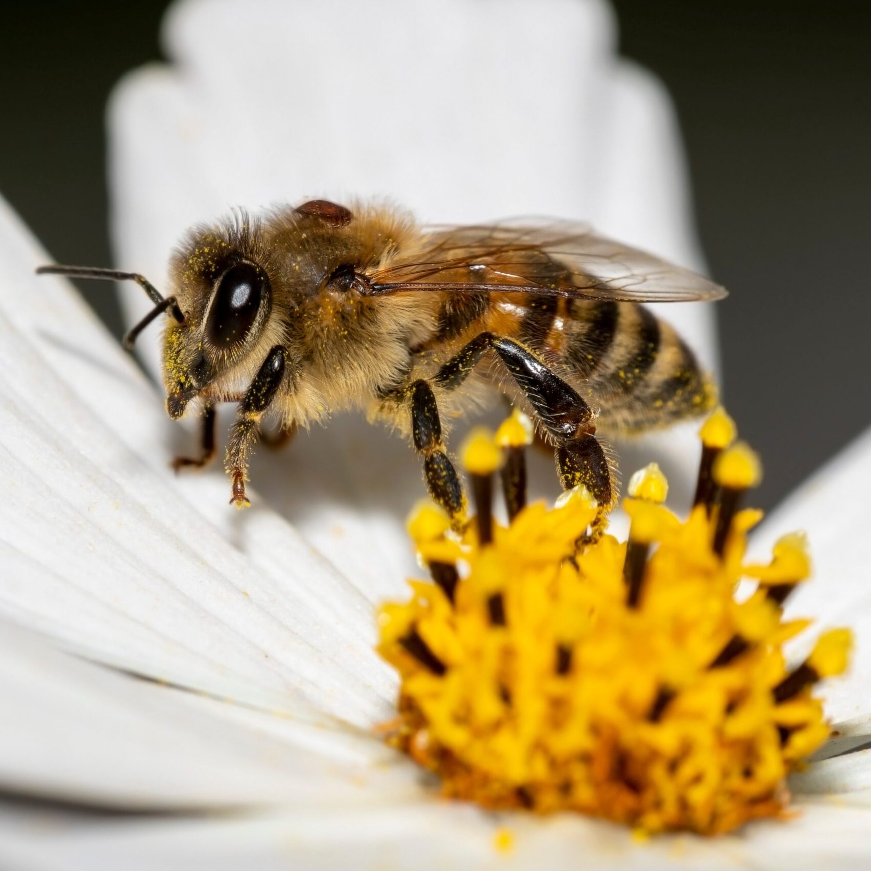 Honeybee with Varroa Mite