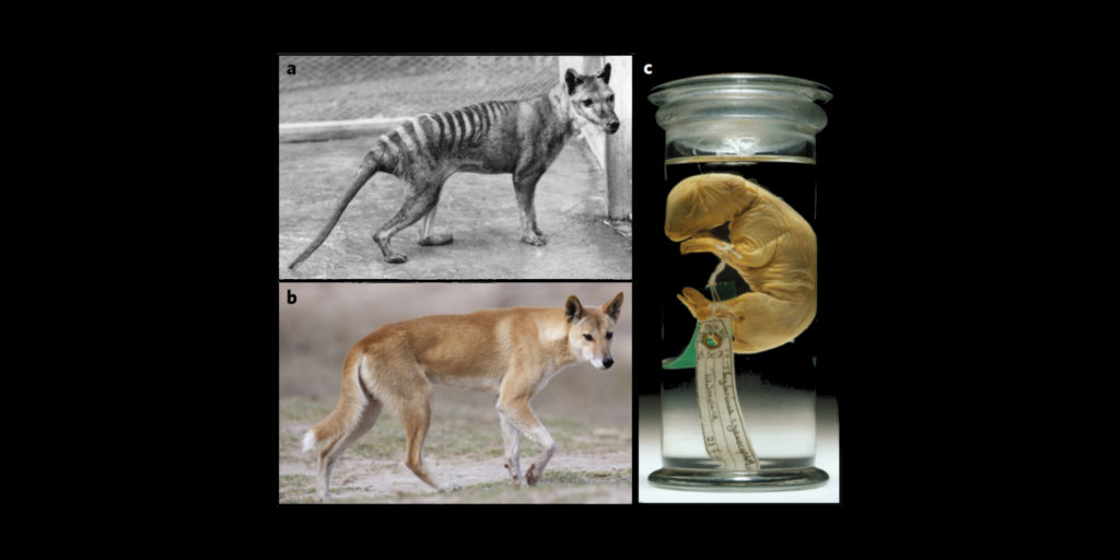 Thylacine Dingo Embryo