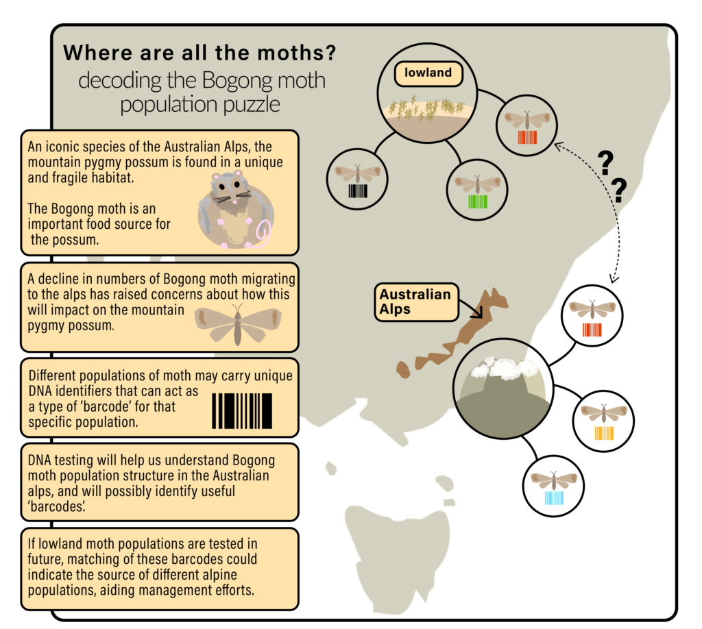 Bogong moth migration infographic