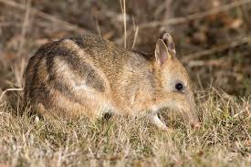 eastern barred bandicoot