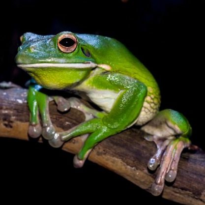 A White-lipped green tree frog sitting on the branch of a tree.