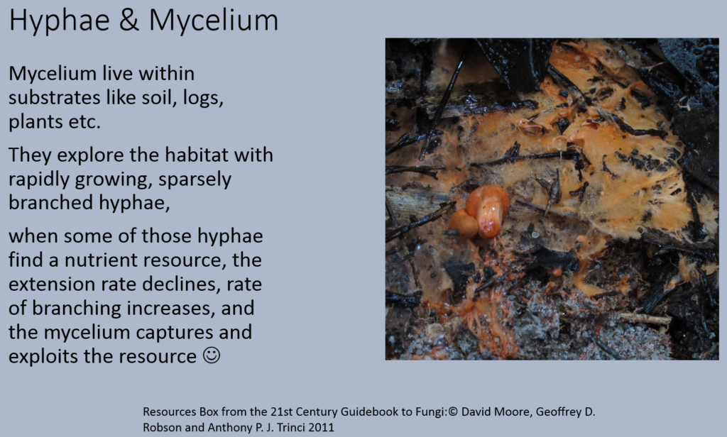hyphae mycelium