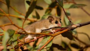 mountain pygmy possum