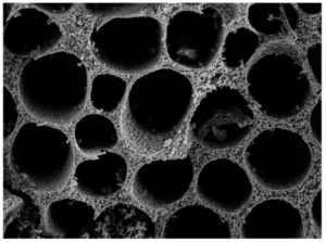 porous carbon