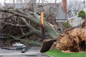 Tree Damage