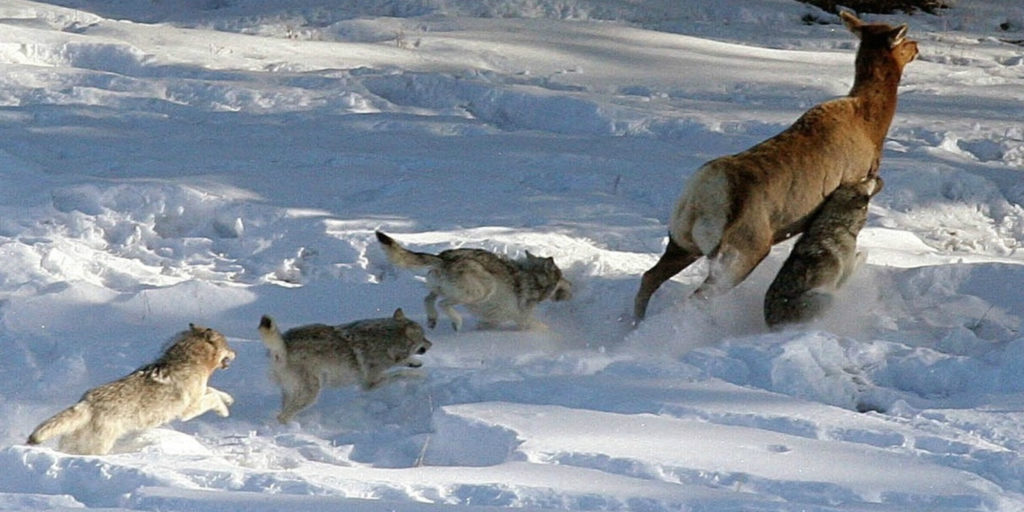 wolves chasing elk