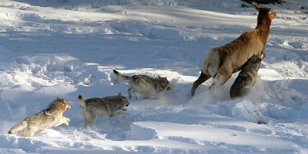 Predator-Prey Systems: the Wolves in Yellowstone - The Royal Society of